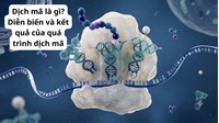 Dịch mã là gì? Diễn biến và kết quả của quá trình dịch mã