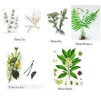 Giới thực vật gồm những ngành nào? Các ngành chính trong giới thực vật là?