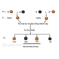 Thế nào là lai một cặp tính trạng? Thế nào là lai hai cặp tính trạng?