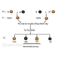 Thế nào là lai một cặp tính trạng? Thế nào là lai hai cặp tính trạng?