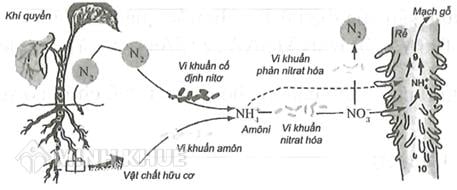 NO3- thành N2: Quá trình Chuyển Hóa Nitrat trong Môi Trường và Ứng Dụng