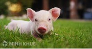 Vùng chăn nuôi lợn thường gắn chủ yếu với? Địa lý lớp 9