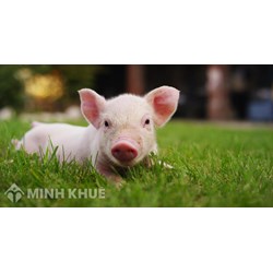 Vùng chăn nuôi lợn thường gắn chủ yếu với? Địa lý lớp 9