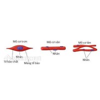 Mô cơ có chức năng gì? Sinh học lớp 8