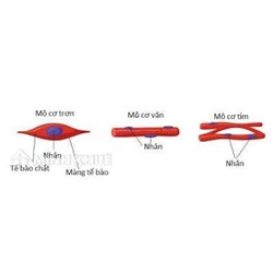 Mô cơ có chức năng gì? Sinh học lớp 8