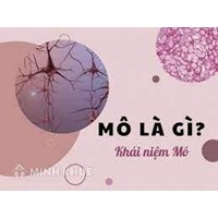Mô là gì? Phân loại và chức năng của các loại mô?