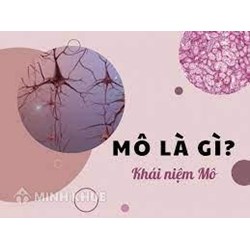 Mô là gì? Phân loại và chức năng của các loại mô?