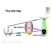 Thụ tinh kép ở thực vật có hoa là sự kết hợp của?