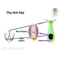 Thụ tinh kép ở thực vật có hoa là sự kết hợp của?