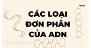 Các loại đơn phân của ADN là? 4 loại đơn phân tham gia cấu tạo ADN