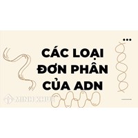 Các loại đơn phân của ADN là? 4 loại đơn phân tham gia cấu tạo ADN