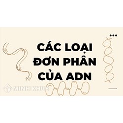 Các loại đơn phân của ADN là? 4 loại đơn phân tham gia cấu tạo ADN