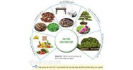 Vai trò của thực vật đối với con người là gì?