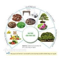Vai trò của thực vật đối với con người là gì?