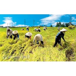 Vùng nông nghiệp trù phú của Trung Quốc là? Địa lý lớp 11