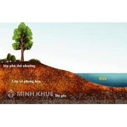 Thổ nhưỡng là gì? Đặc điểm, vai trò và những yếu tố hình thành thổ nhưỡng
