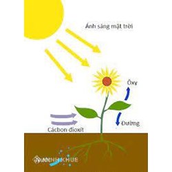 Quang hợp là gì? Ý nghĩa, vai trò của quang hợp ở thực vật là gì?
