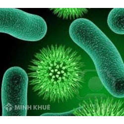 Giới khởi sinh là gì? Đặc điểm của <strong>giới</strong> khởi sinh là?
