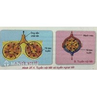 Tuyến nội tiết là gì? Tuyến ngoại tiết là gì? Phân biệt tuyến nội tiết và tuyến ngoại tiết