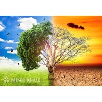 Đặc điểm khí hậu của môi trường xích đạo ẩm là gì? Địa lý lớp 7
