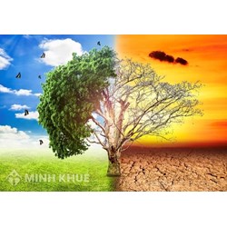 Đặc điểm khí hậu của môi trường xích đạo ẩm là gì? Địa lý lớp 7