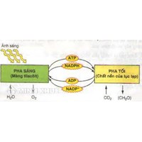 Sản phẩm của pha sáng là gì? Sản phẩm nào của pha sáng không đi vào pha tối?
