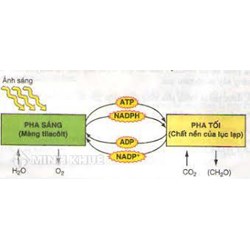 Sản phẩm của pha sáng là gì? Sản phẩm nào của pha sáng không đi vào pha tối?