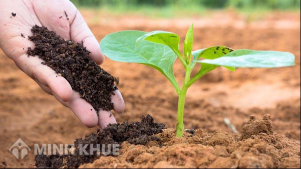 Vì sao đất giữ được nước và chất dinh dưỡng?