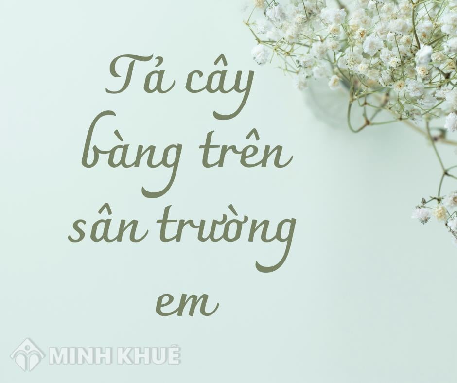 Tả Cây Bàng Dài: Hình Ảnh, Vai Trò và Kỷ Niệm Đáng Nhớ