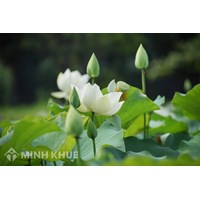 Viết đoạn văn ghi lại cảm xúc về một bài thơ có yếu tố tự sự và miêu tả chọn lọc hay nhất