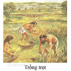 Ý nghĩa của việc trồng trọt và chăn nuôi là gì? Lịch sử lớp 6