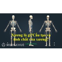 Xương là gì? Cấu tạo và tính chất của xương? Sinh học lớp 8