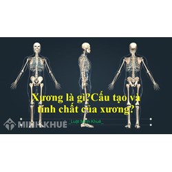 Xương là gì? Cấu tạo và tính chất của xương? Sinh học lớp 8