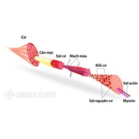 Cơ là gì? Cấu tạo và tính chất của cơ? Sinh học lớp 8
