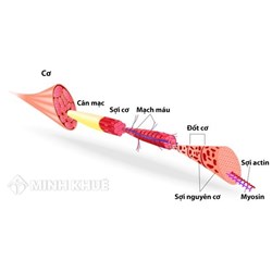 Cơ là gì? Cấu tạo và tính chất của cơ? Sinh học lớp 8