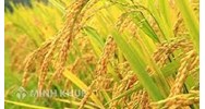Nhận xét và giải thích sự phân bố các vùng trồng lúa ở nước ta
