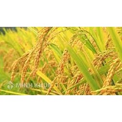 Nhận xét và giải thích sự phân bố các vùng trồng lúa ở nước ta