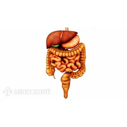 Quá trình tiêu hóa gồm những hoạt động nào? Sinh học lớp 8