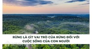 Rừng là gì? Vai trò của rừng đối với cuộc sống con người