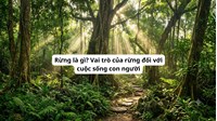 Rừng là gì? Vai trò của rừng đối với cuộc sống con người
