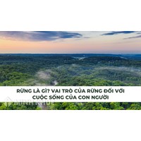 Rừng là gì? Vai trò của rừng đối với cuộc sống con người