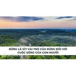 Rừng là gì? Vai trò của rừng đối với cuộc sống con người