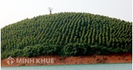 Đất trồng cây lâu năm là gì? Rủi ro khi mua đất trồng cây lâu năm?