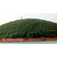 Đất trồng cây lâu năm là gì? Rủi ro khi mua đất trồng cây lâu năm?