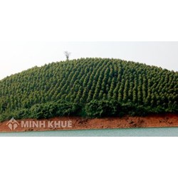 Đất trồng cây lâu năm là gì? Rủi ro khi mua đất trồng cây lâu năm?