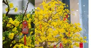 Bài văn thuyết minh về hoa mai ngày Tết chọn lọc hay nhất