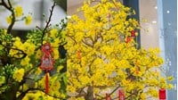Bài văn thuyết minh về hoa mai ngày Tết chọn lọc hay nhất