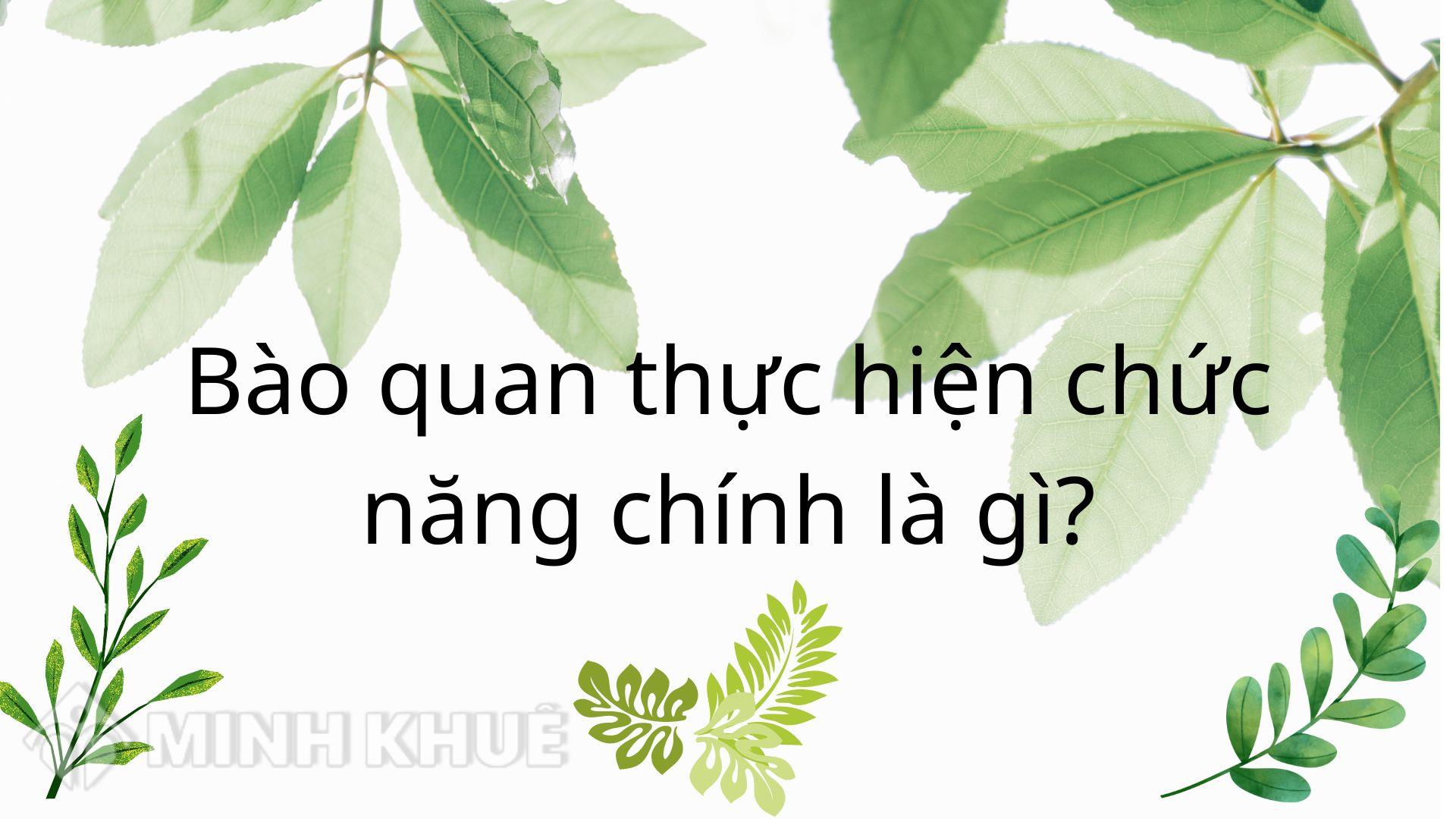 Bào Quan Thực Hiện Chức Năng Hô Hấp Chính Là