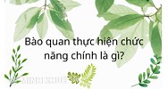 Bào quan thực hiện chức năng hô hấp chính là?