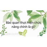 Bào quan thực hiện chức năng hô hấp chính là?
